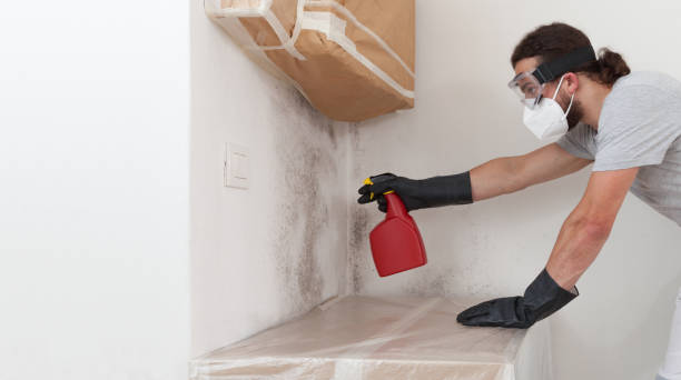 Professional Basement Mold Remediation technician working in Hermitage, TN