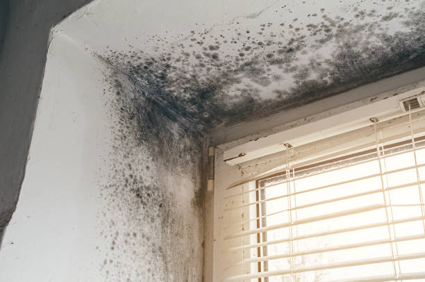 Affordable Basement Mold Remediation solutions in Hermitage, TN